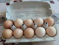 Sprzedam pyszne jajka wiejskie