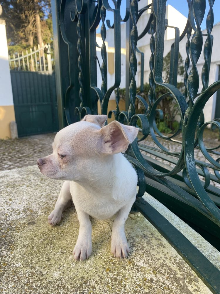 Chihuahua  macho mini excelente lhos verdes