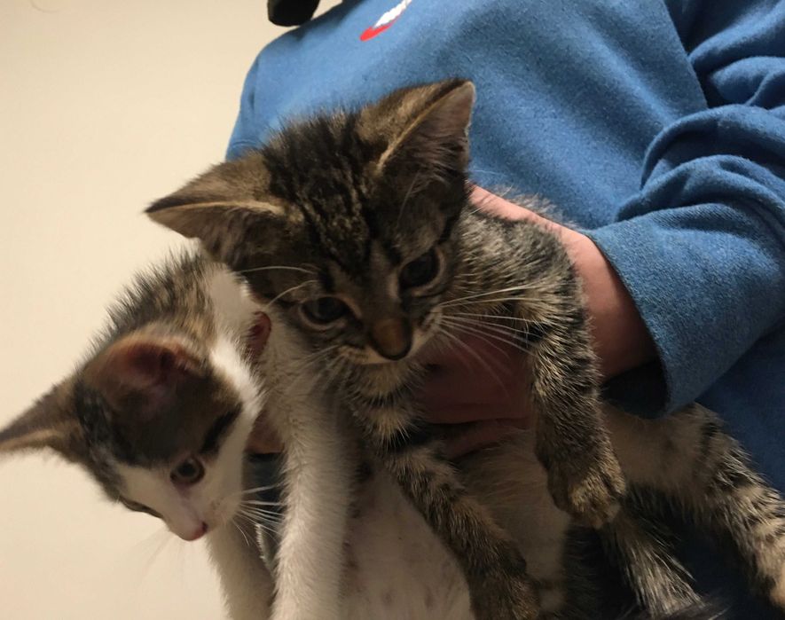 Oddam śliczne podchowane oraz kuwetowe kocięta