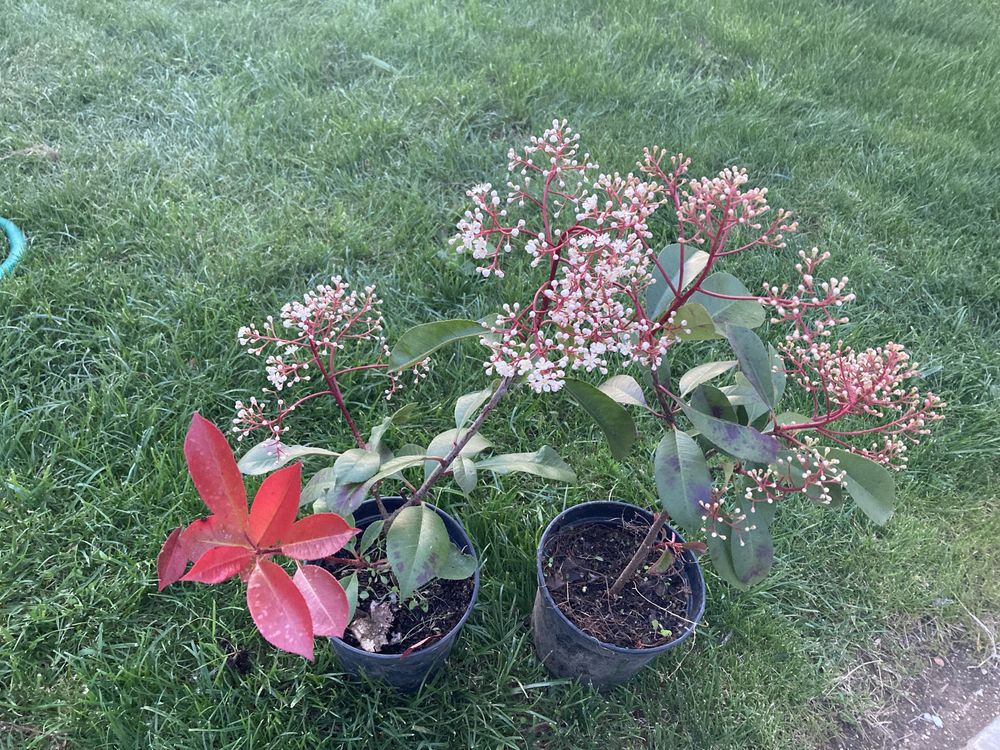 Vendo  photinias com flor