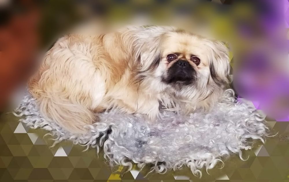 Пикинес добрый друг.