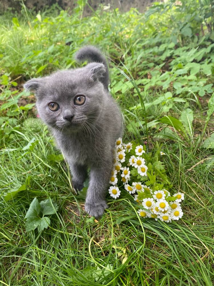 Кошенята британці