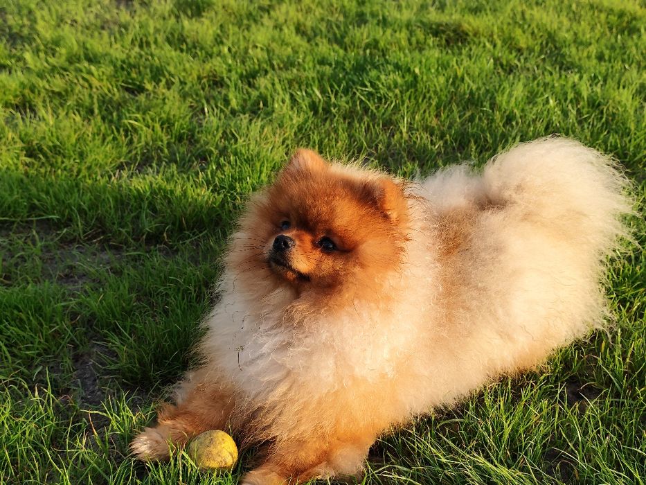 Pomeranian ,Szpic miniaturowy, idealny