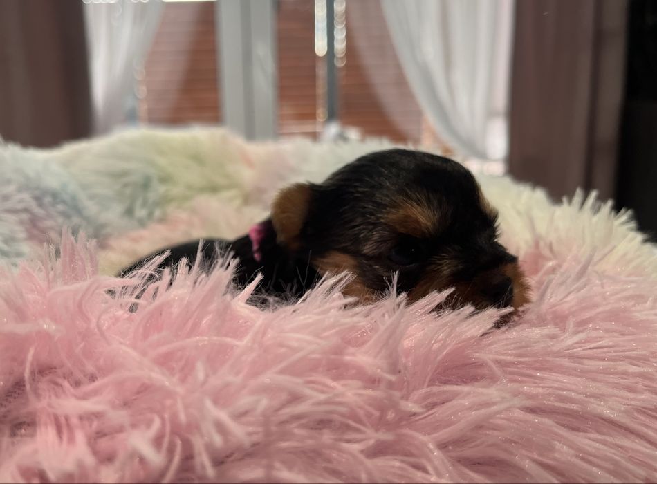 Yorkshire Terrier FCI suczka
