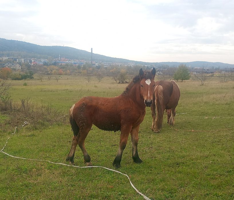Źrebięta klacze na sprzedaż