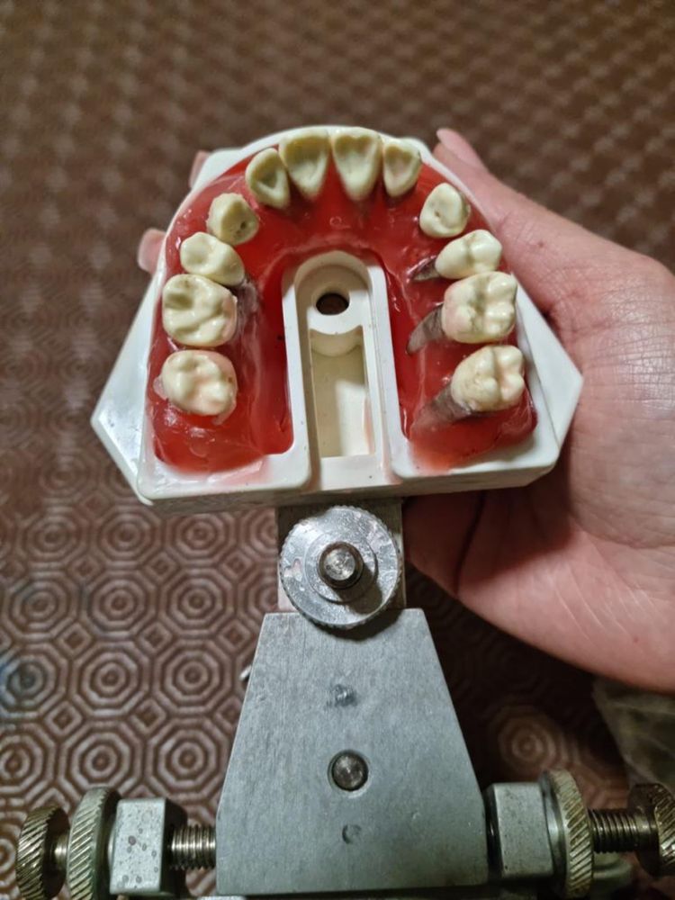 Tipodonto de ortodontia