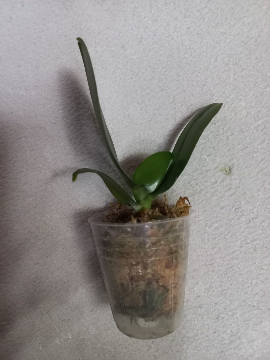 Орхидея ароматная, апельсинового цвета,  подросток