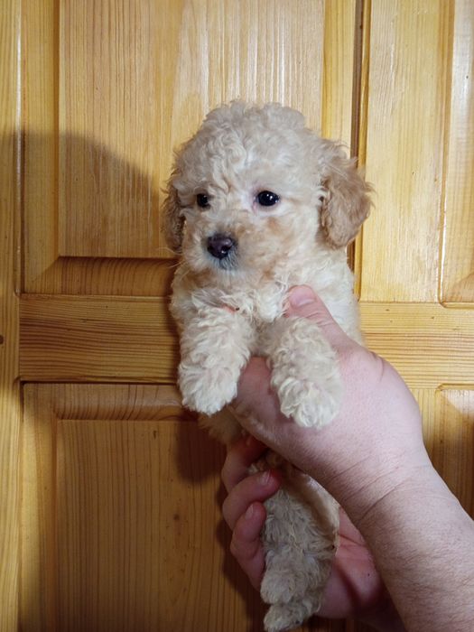 Девченка Пудель в самую лучшую семью