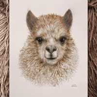 Obraz alpaca. Portret zwierzęcia