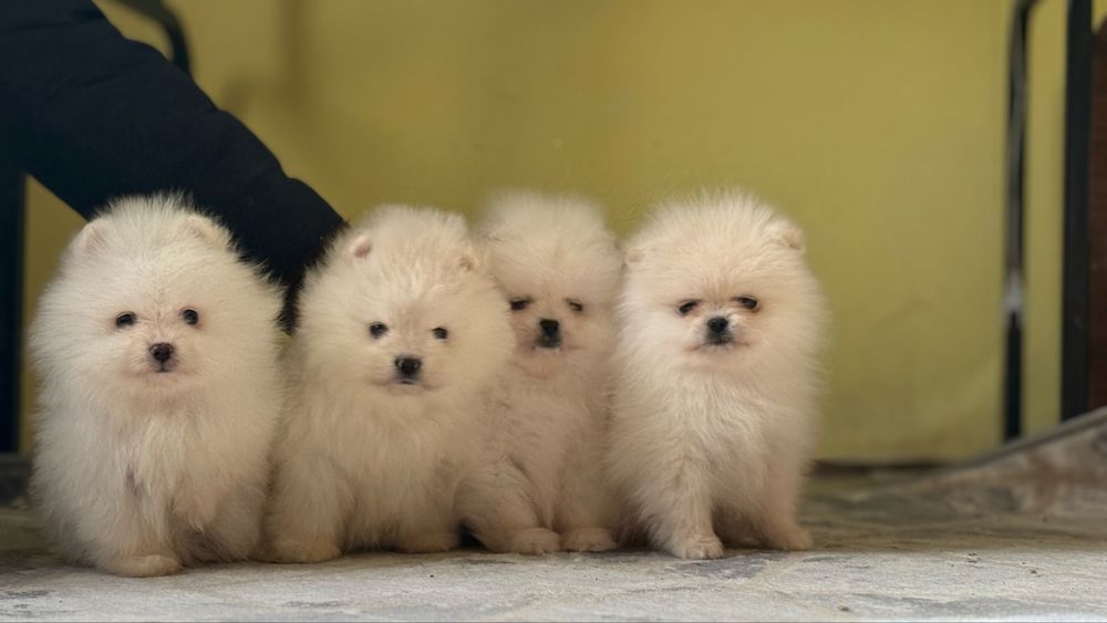 Шпицята малята білі та крем