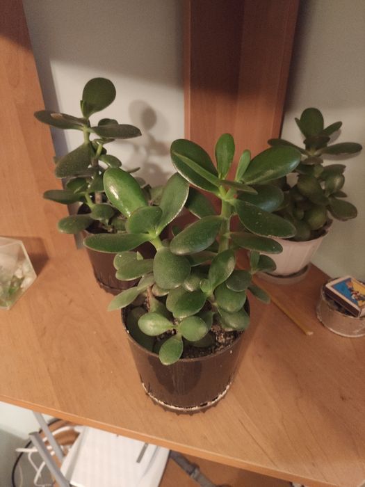 Грошове дерево рослина