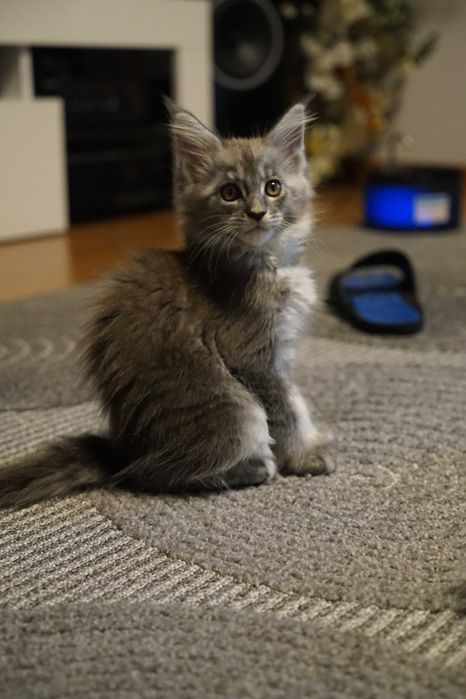 Maine Coon biały hodowla FPL