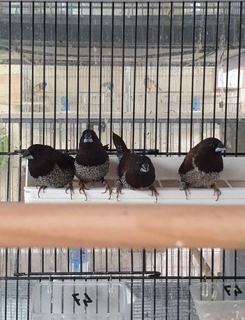 Bengalins do Japão.