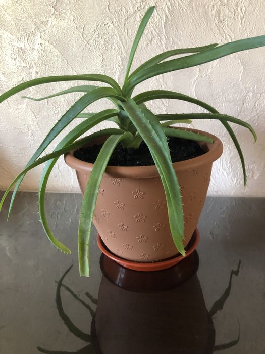 Алоє - кімнатна рослина.