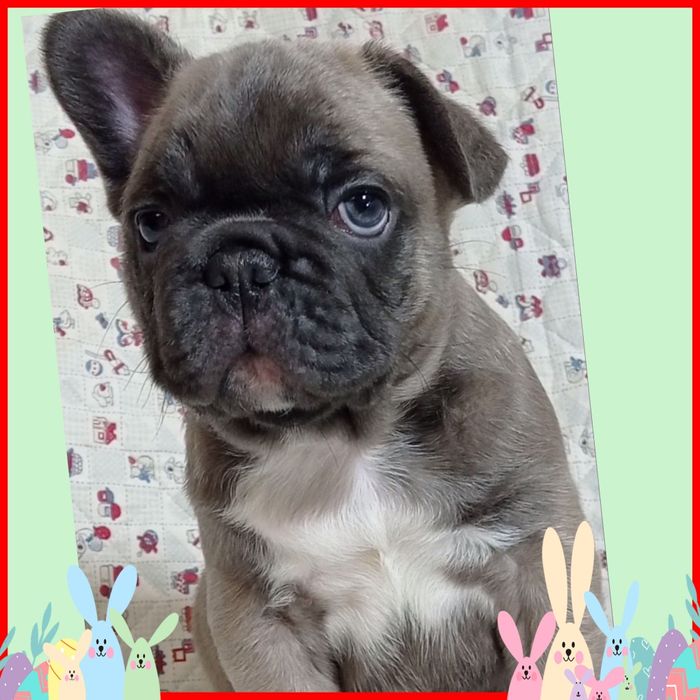 Грайливі малятка