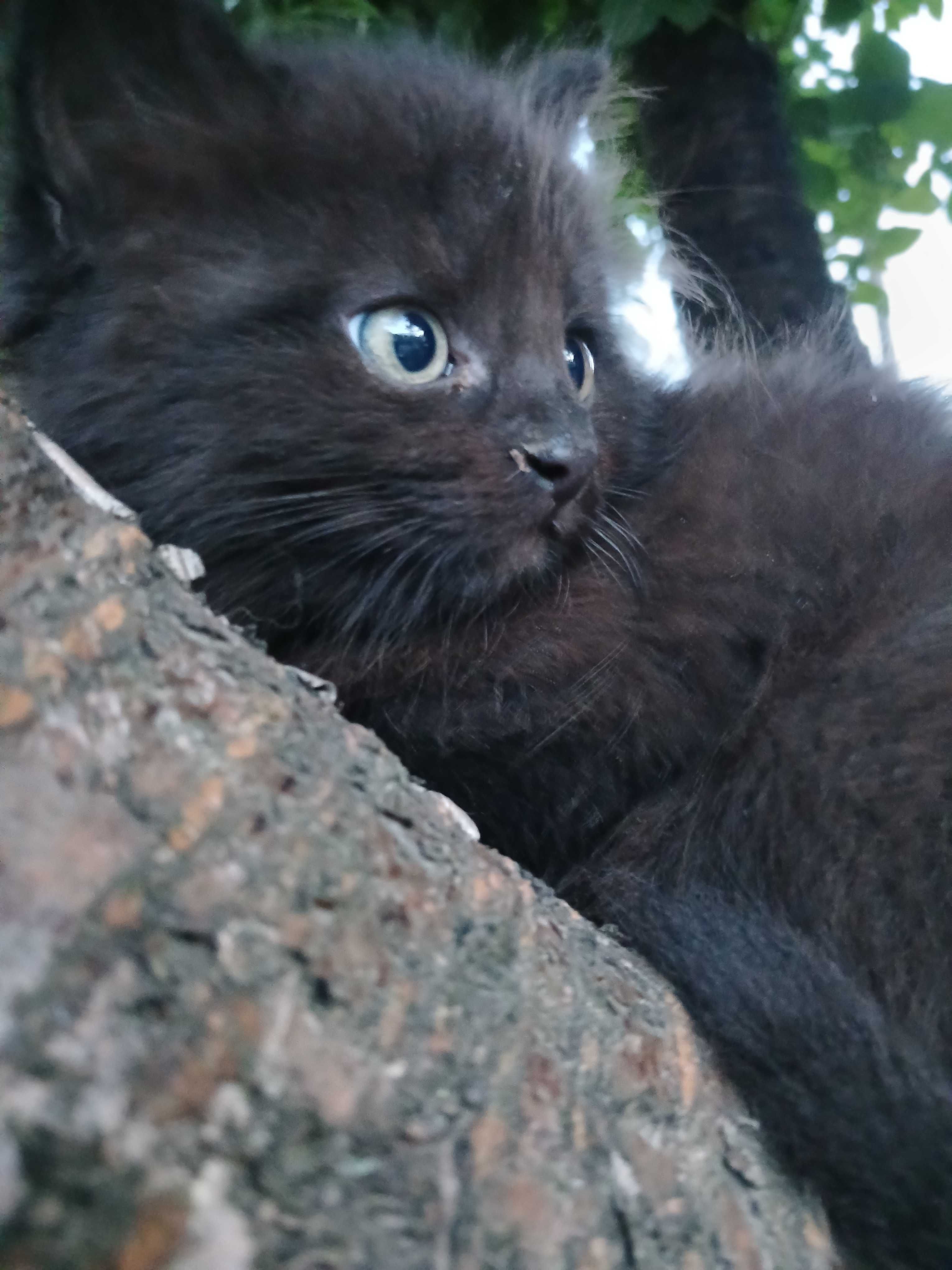 Кошенята. Віддам в добрі руки
