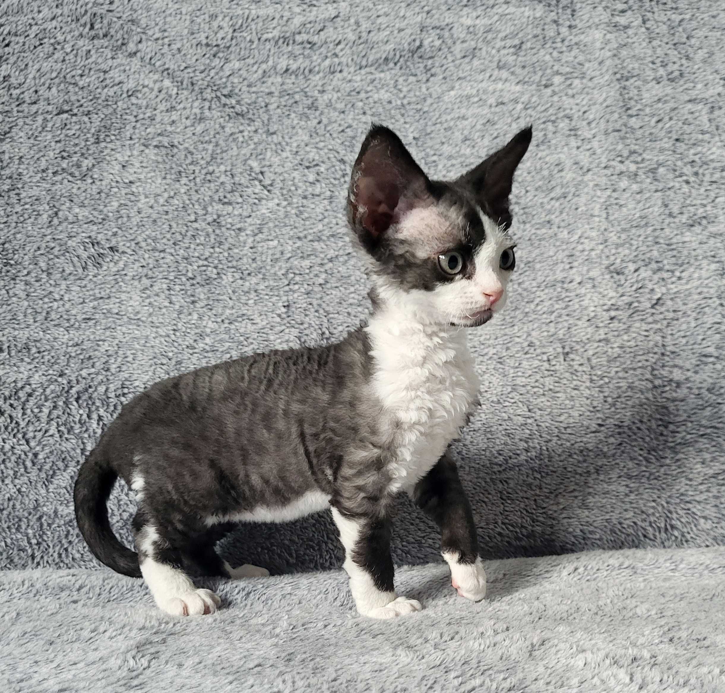Kocurek Devon Rex z rodowodem FPL