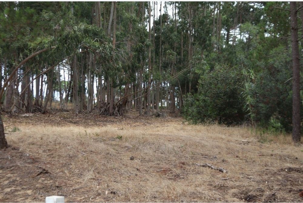 Arrendo terreno em Janas