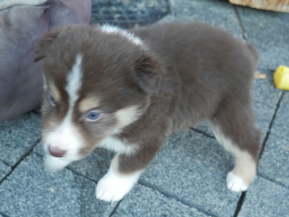 Border collie -czekoladowy