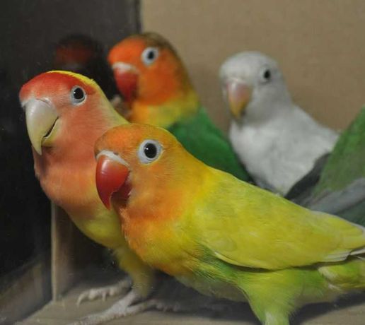 Неразлучники  волнистые попугаи