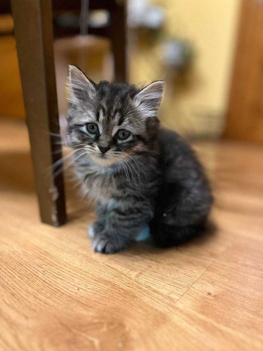 Милі кошенята шукають свою люблячу сім’ю!