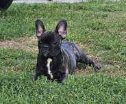 Buldog Francuski - suczka