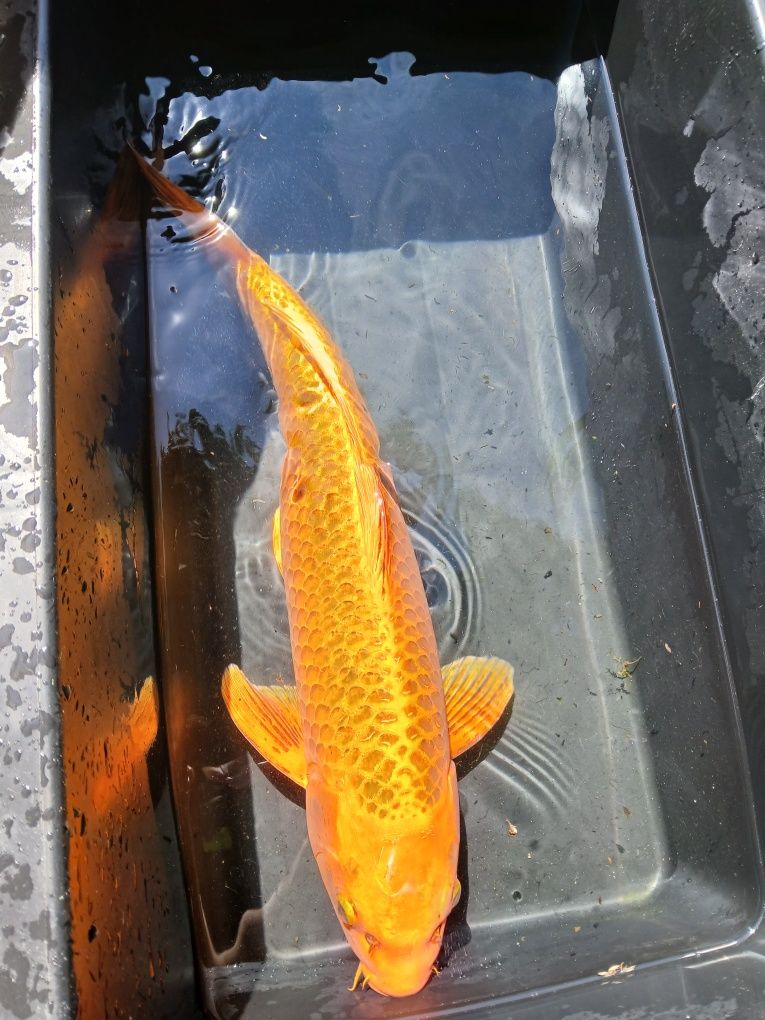 Carpa koi matsuba