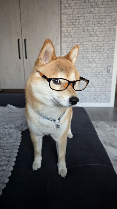 Ищем невесту для вязки