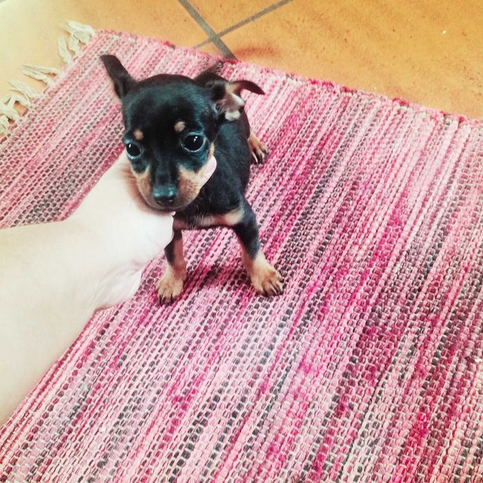 Pinscher fêmea 2 meses