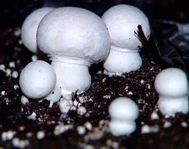 Мицелий Шампиньона / міцелій печериць 1кг Amycel Exxcalibur