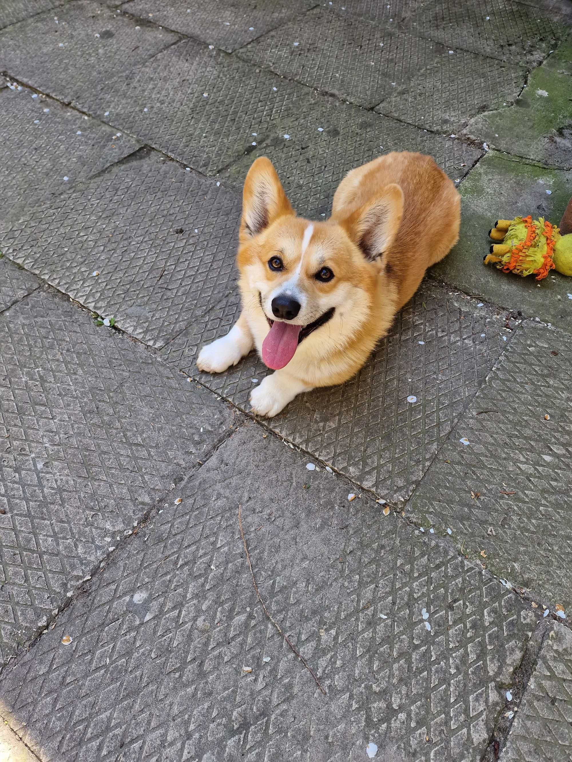 Welsh Corgi Pembroke Naturalny Bobtail