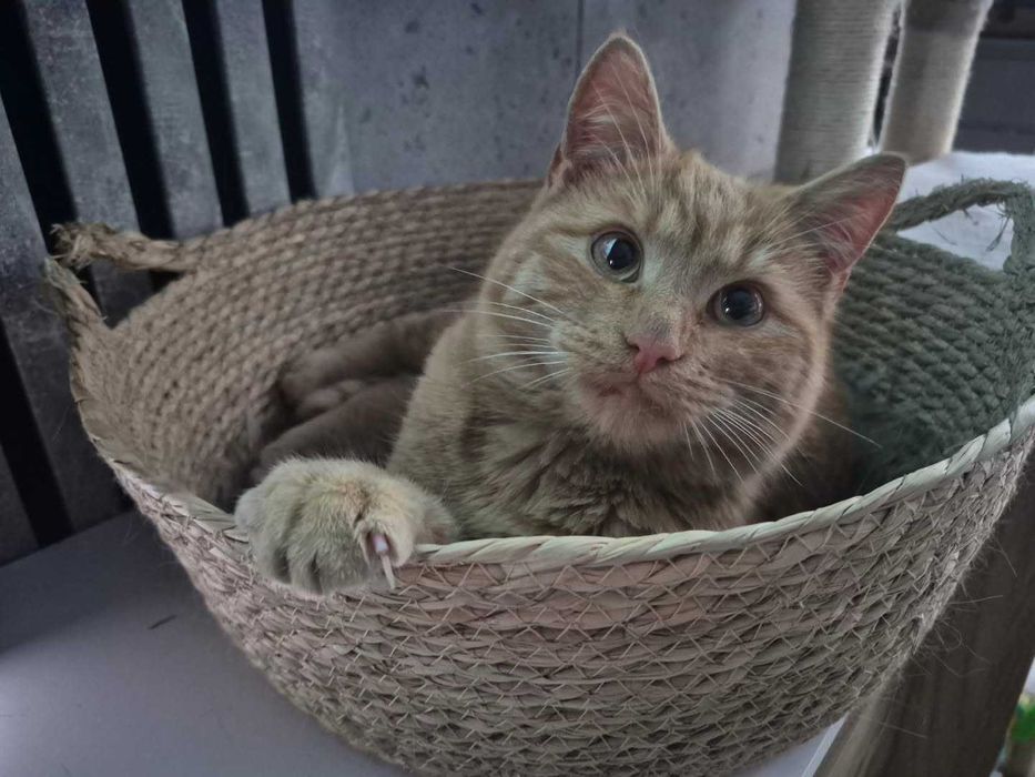 Kotki i kocurki do wyboru