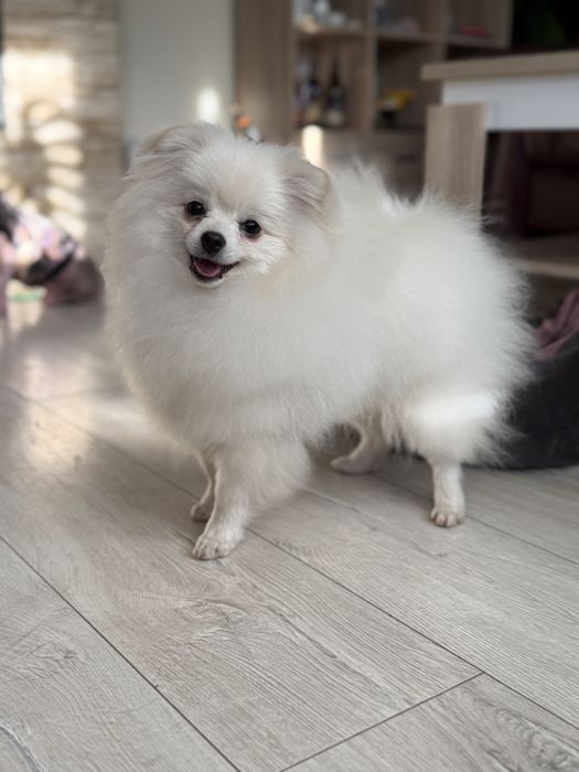 Szpic Miniaturowy Biały FCI