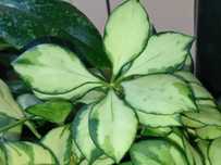 Hoya Hoja HEUSCHKELIANA variegata cięta