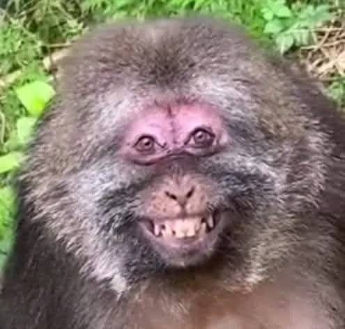 Woblery Rapala max rap + Salmo