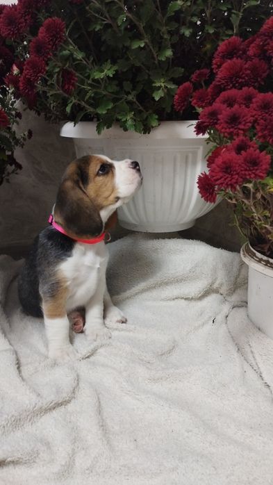 Цуценята породи бігль