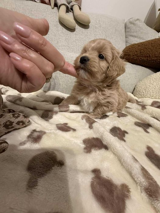 Maltipoo malutki piesek