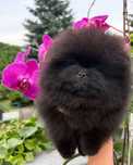 Szpic miniaturowy FCI zkwp Pomeranian samiec