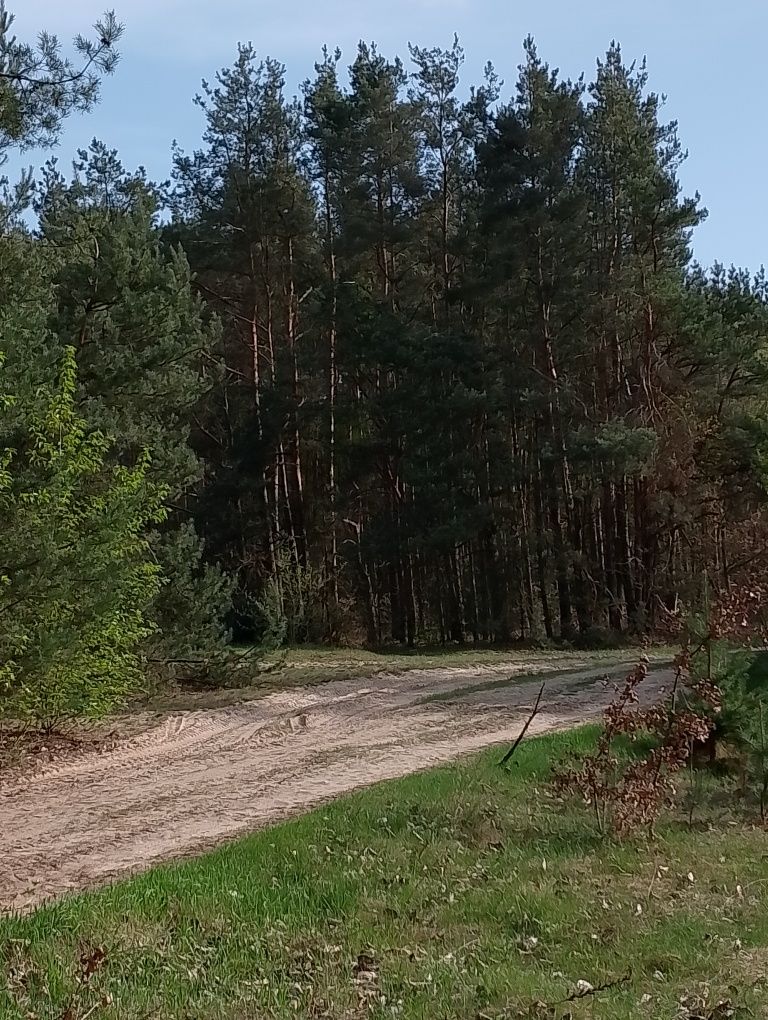 Sprzedam Działki Budowlane POD LASEM w ładnej okolicy