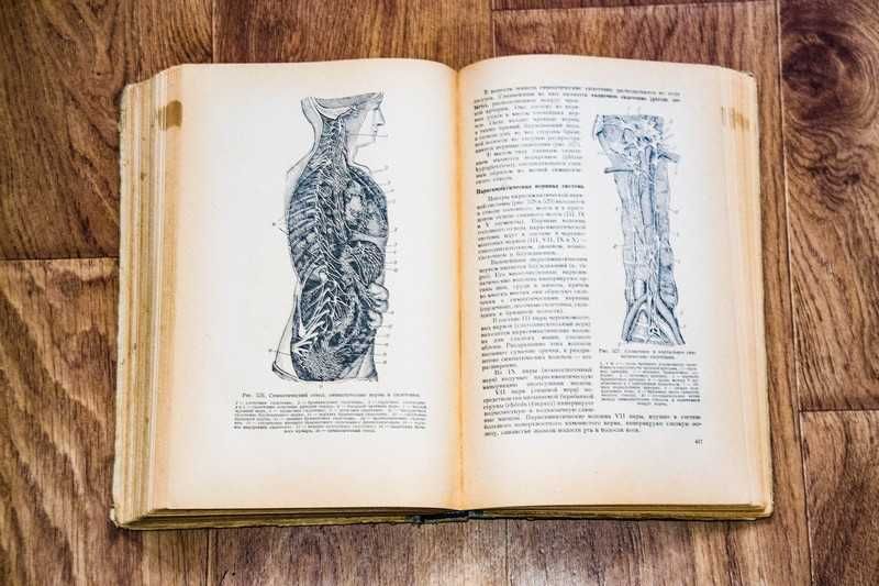 Колесников.Анатомия человека.  1955