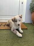 Border collie Merle