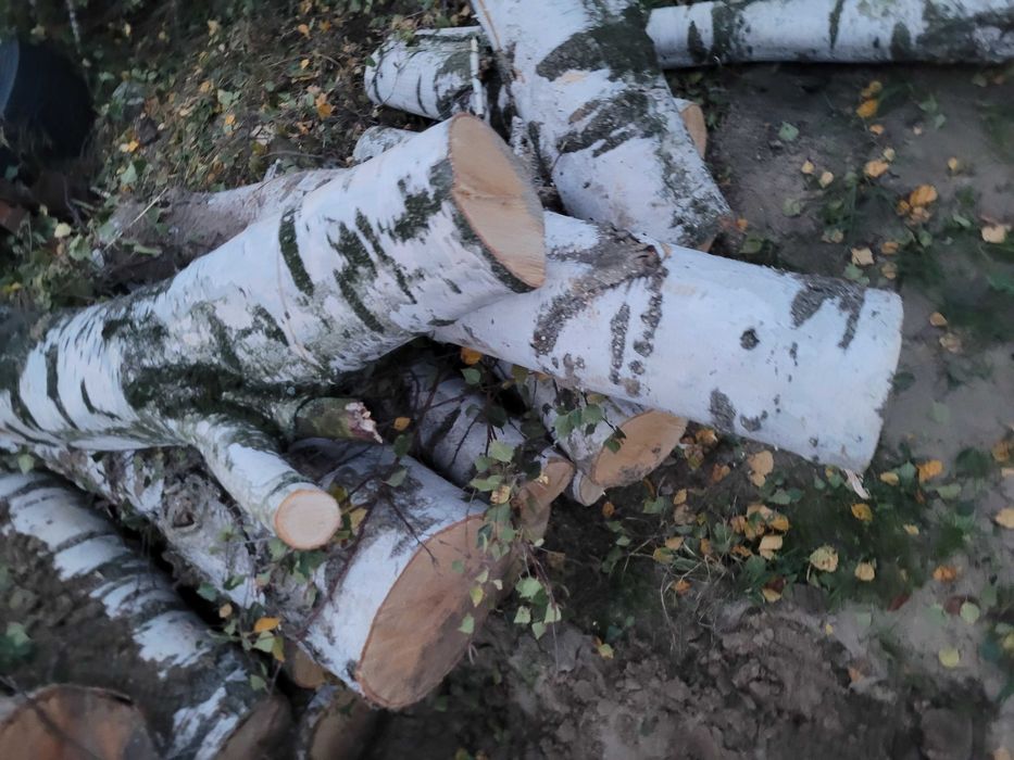 Brzoza akacjs w odcinkach, drewno do kominka, dekoracja, kominkowe