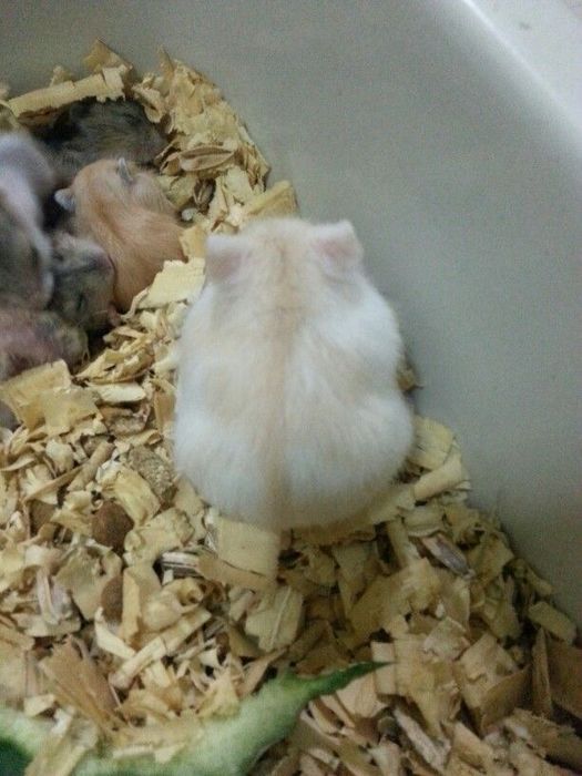 Джунгарские хомячки рыжие и белые