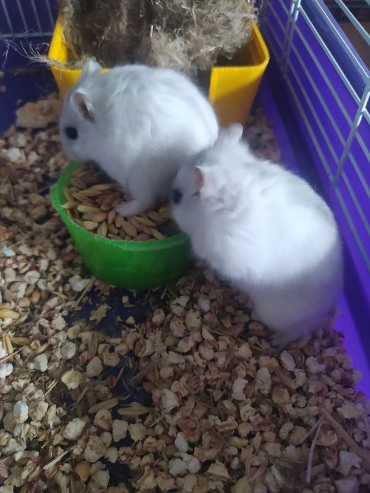 Джунгарский хомяк