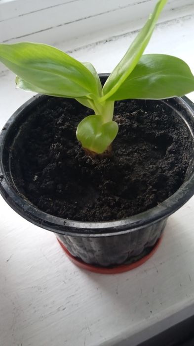 Банан кімнатний карликовий