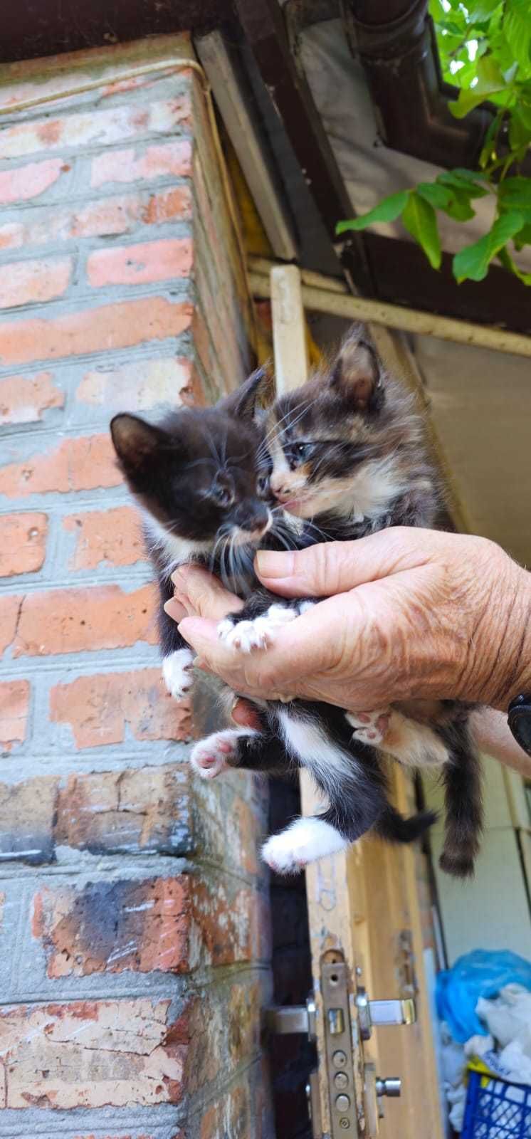 кошеня чорне хлопчик і дівчинка