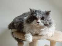 Kotka Gracja selkirk rex