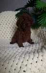 Teddy poodle China, Maltipoo F2, хороший хлопчик!