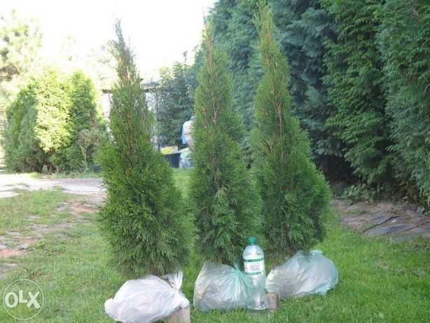 Tuja szmaragd 160 cm, smaragd, tuje, thuja, krzewy ozdobne, iglaki