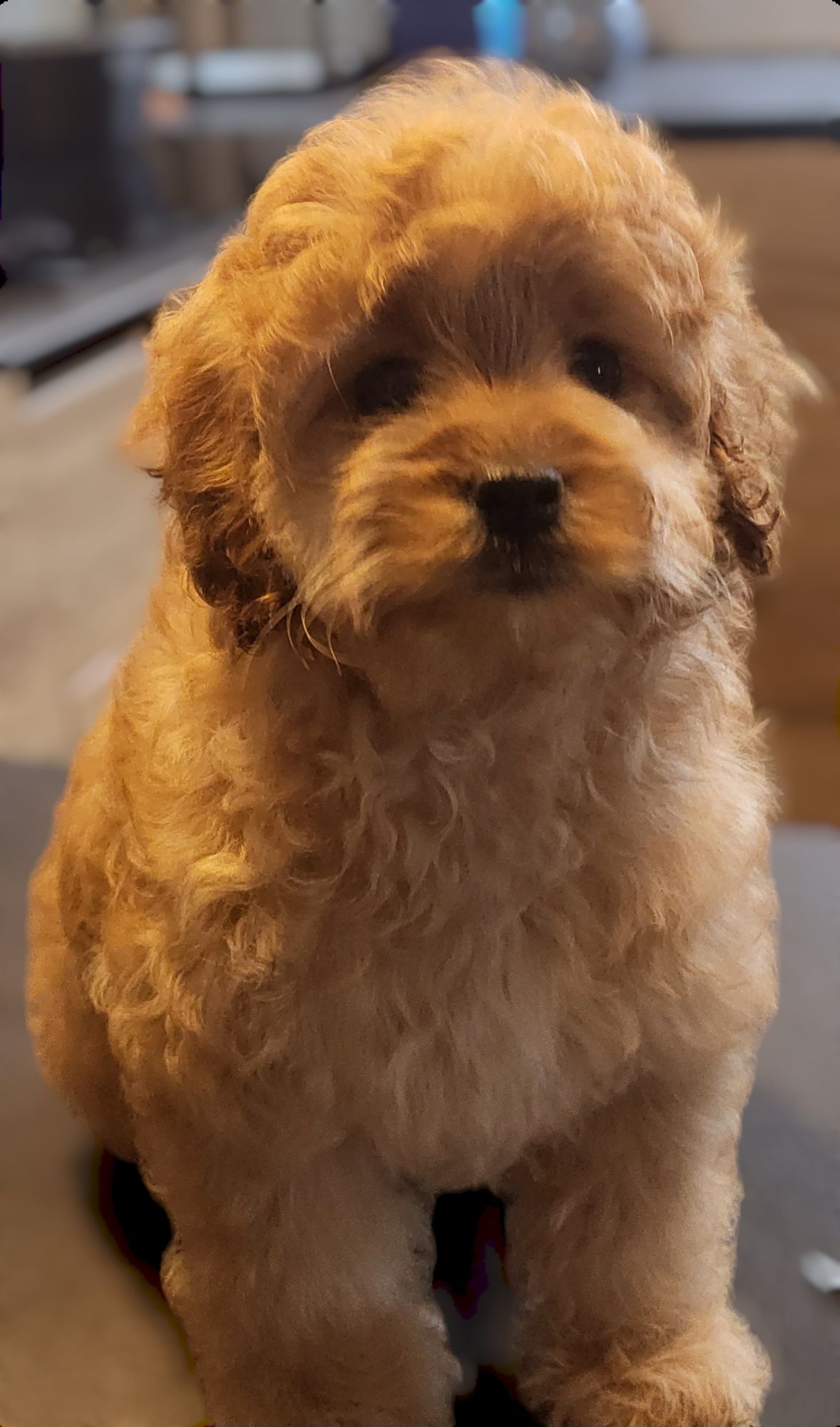 Cavapoo F1B chłopiec